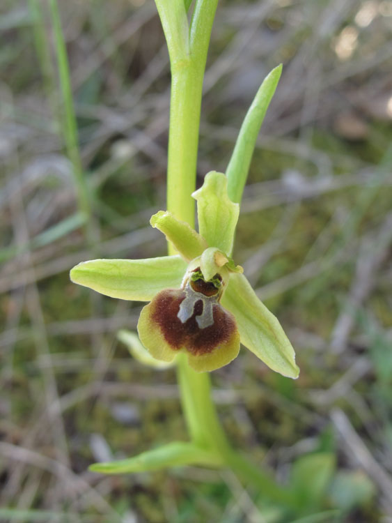 Ophrys tommasinii 1.jpg