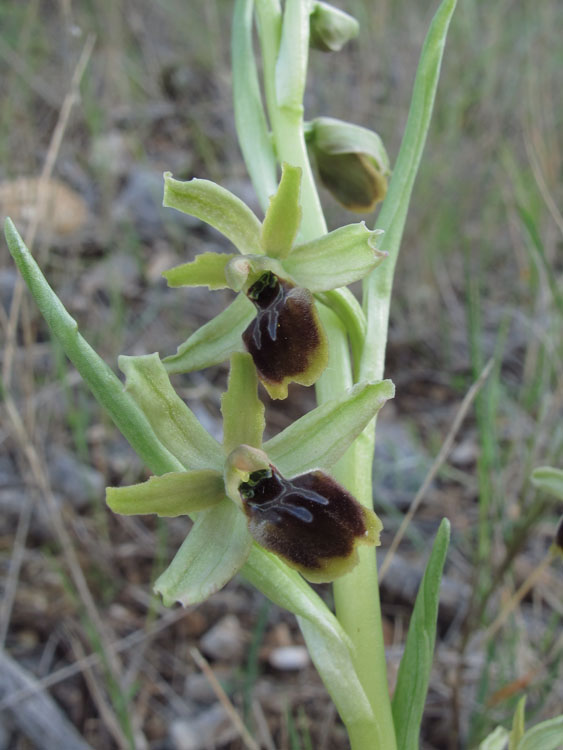 Ophrys tommasinii 2.jpg
