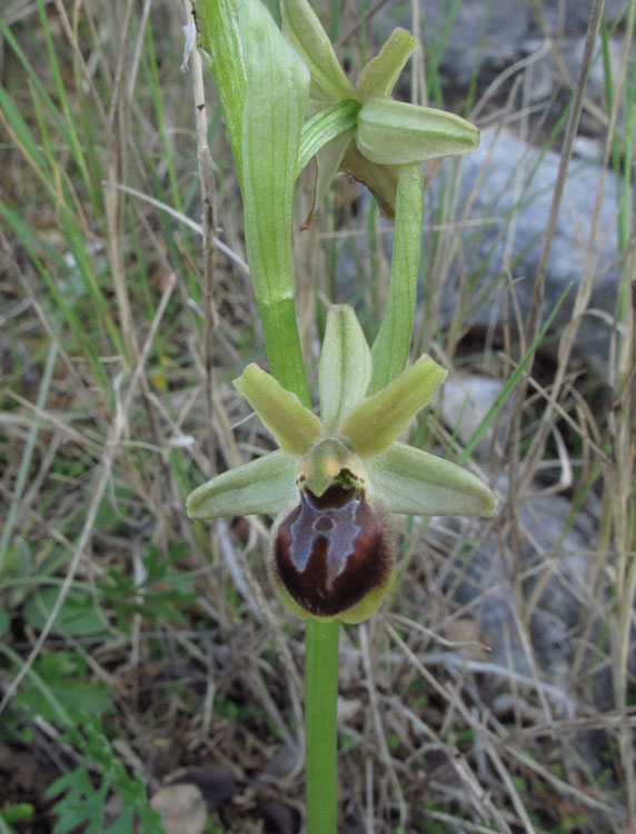 Ophrys tommasinii 3.jpg