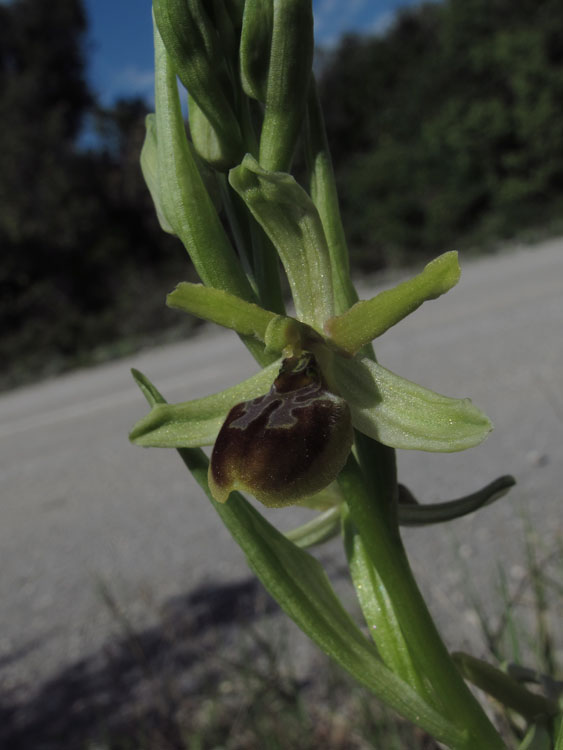 Ophrys tommasinii 4.jpg