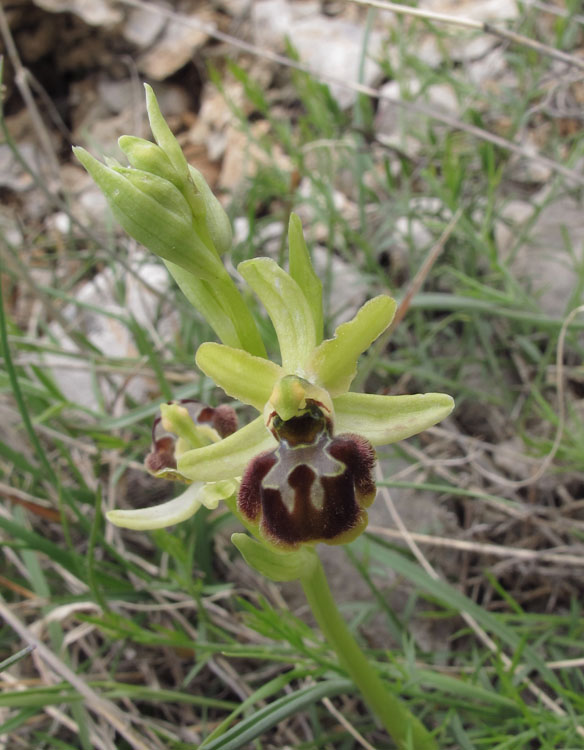 Ophrys tommasinii 5.jpg