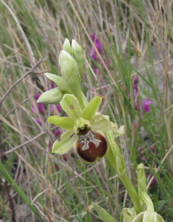 Ophrys tommasinii 6.jpg
