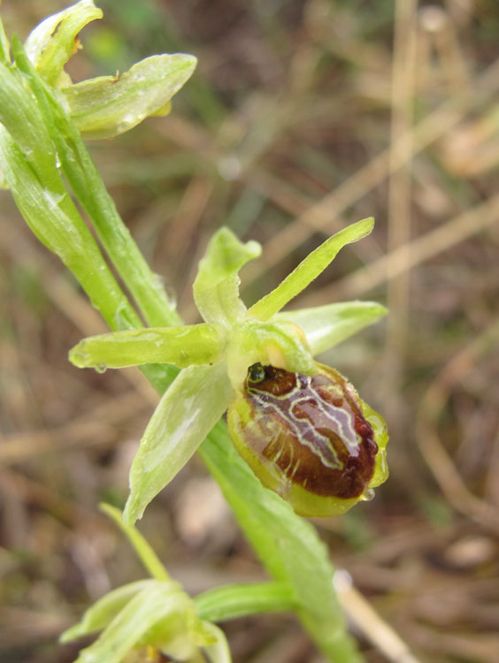 Ophrys tommasinii 7.jpg