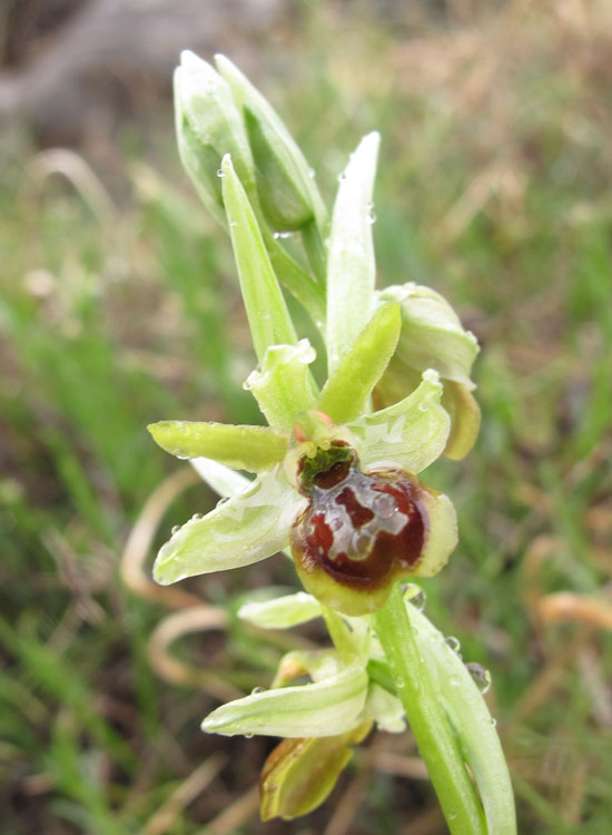 Ophrys tommasinii 8.jpg