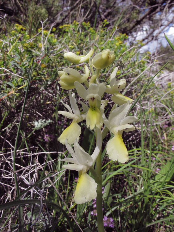 Orchis pauciflora 1.jpg