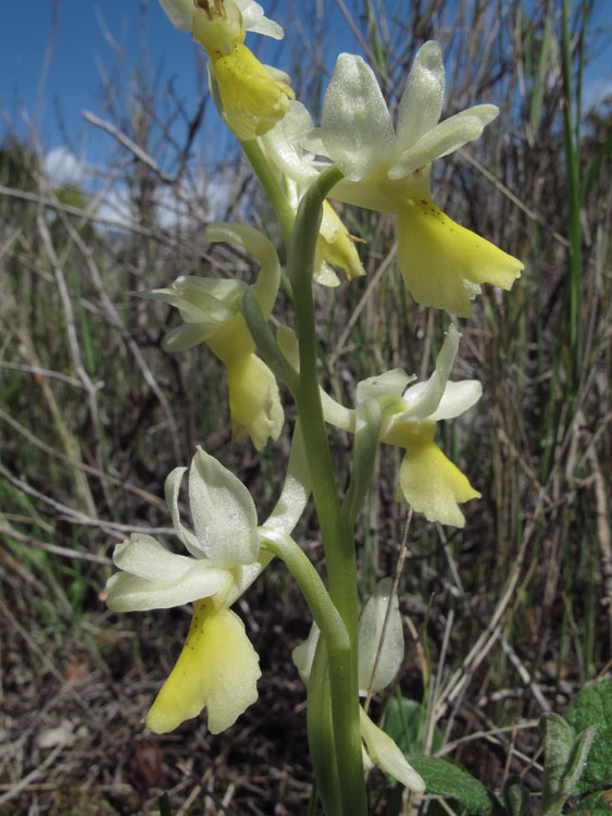 Orchis pauciflora 2.jpg