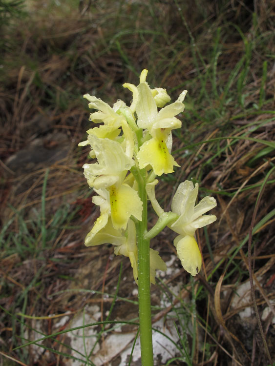 Orchis pauciflora 3.jpg
