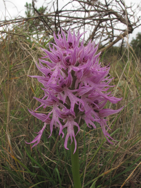 Orchis italica 1.jpg