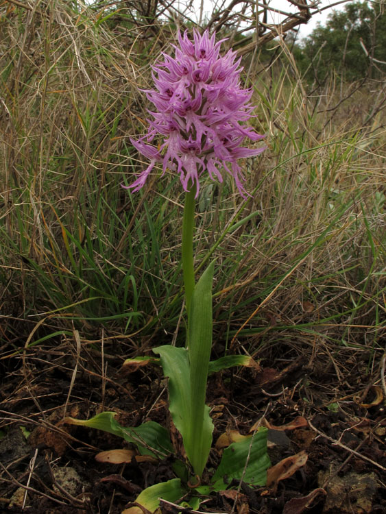 Orchis italica 2.jpg