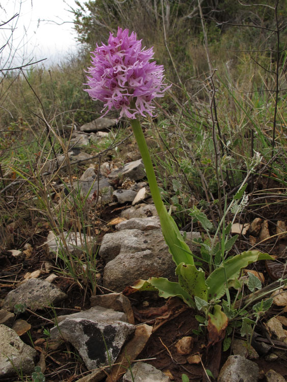Orchis italica 3.jpg