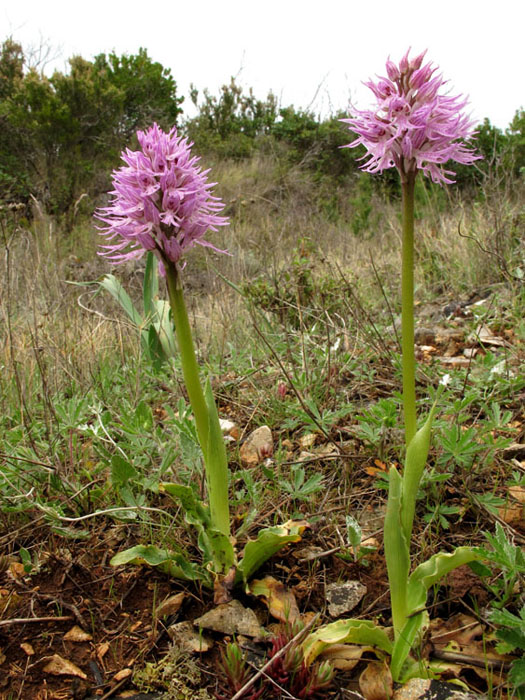 Orchis italica 4.jpg