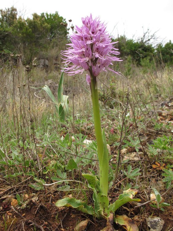 Orchis italica 5.jpg