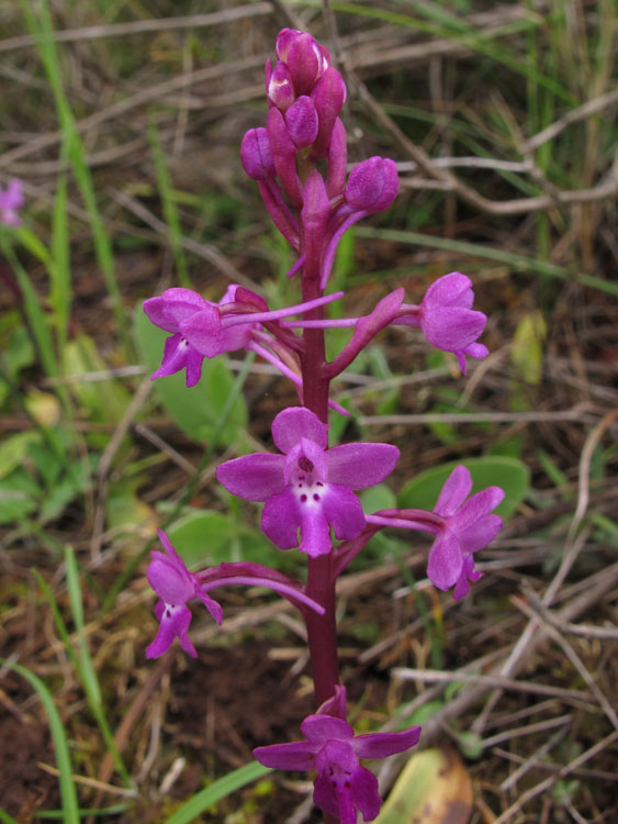 Orchis quadripunctata 1.jpg
