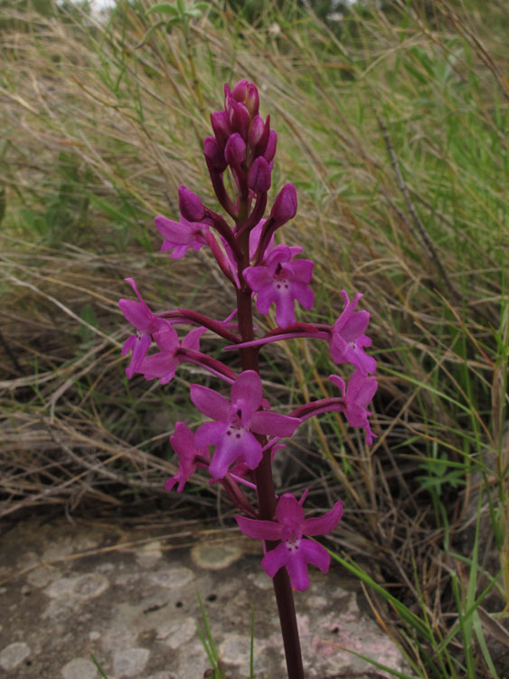 Orchis quadripunctata 2.jpg