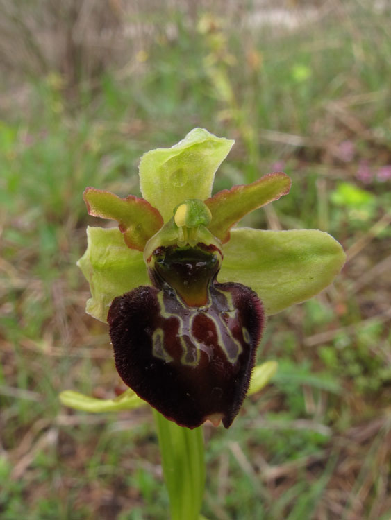 Ophrys montenegrina 1.jpg