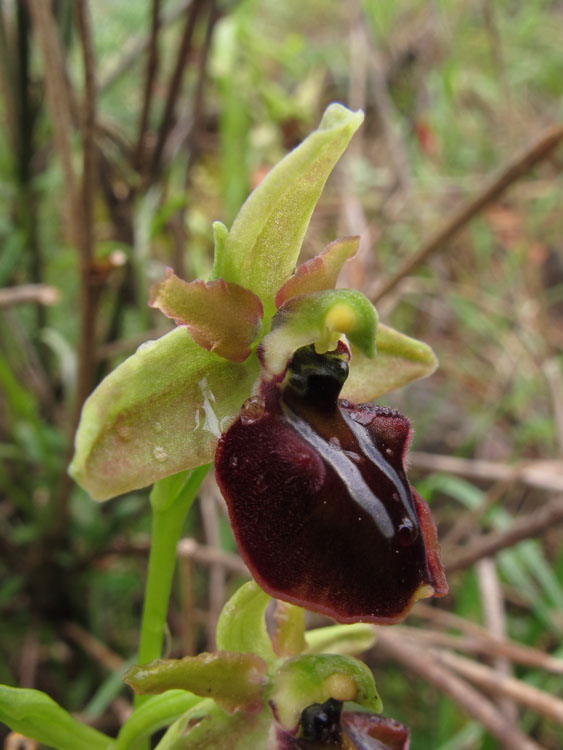 Ophrys montenegrina 2.jpg