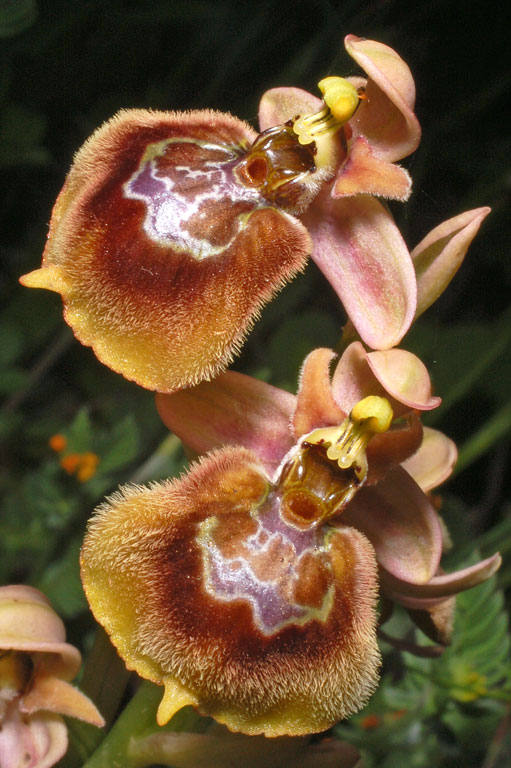 Ophrys xheraultii (6).jpg