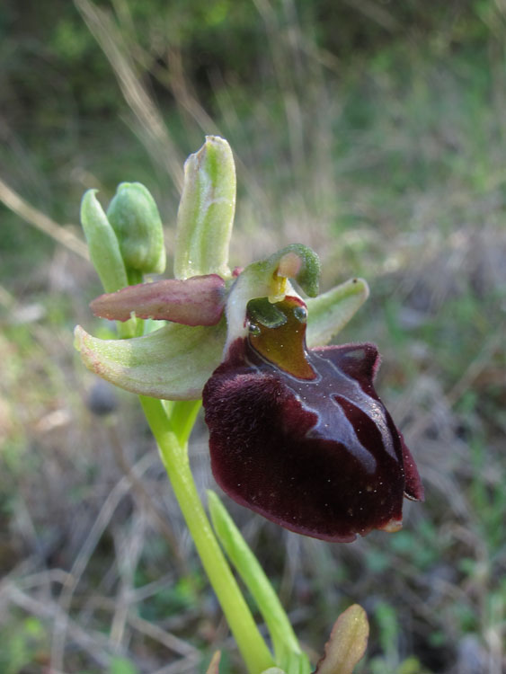 Ophrys montenegrina 4.jpg