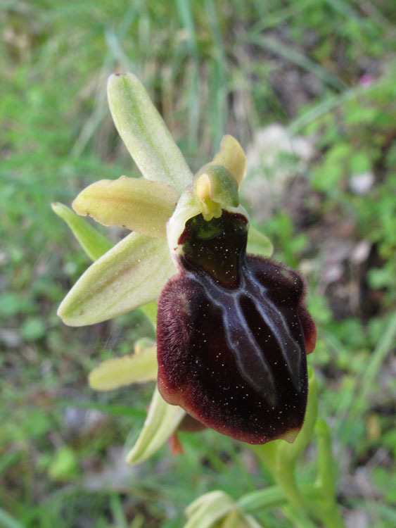 Ophrys montenegrina 5.jpg