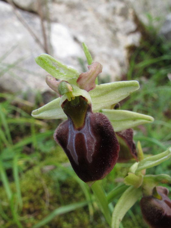 Ophrys montenegrina 6.jpg