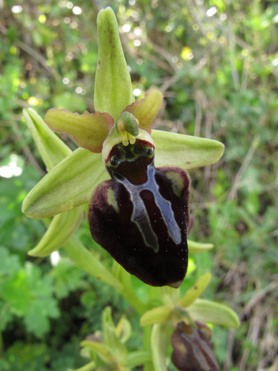 Ophrys montenegrina 7.jpg