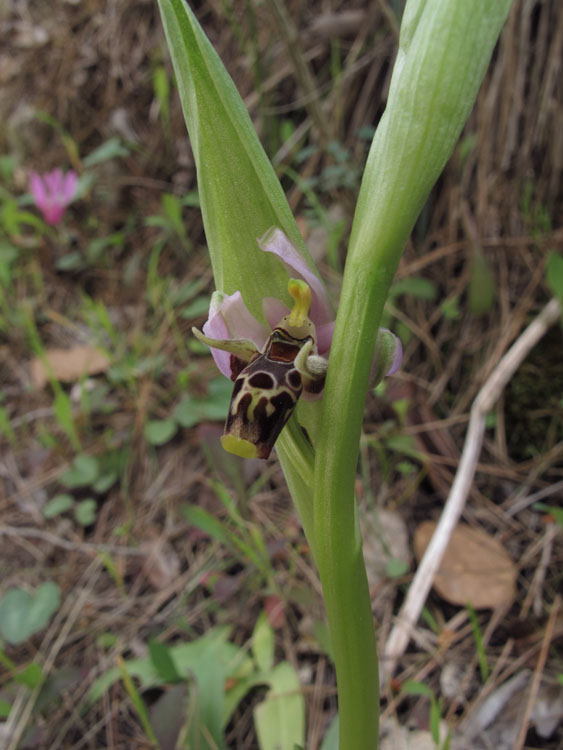 Ophrys rhodostephane 1.jpg