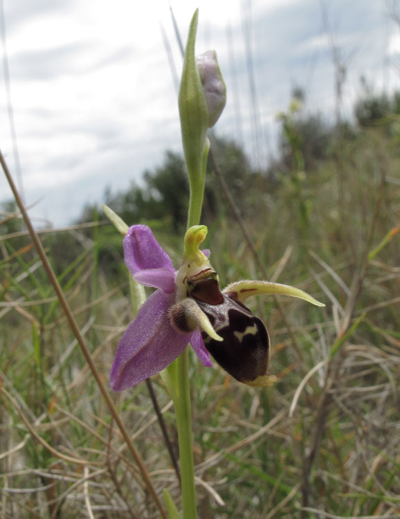 Ophrys rhodostephane 2.jpg
