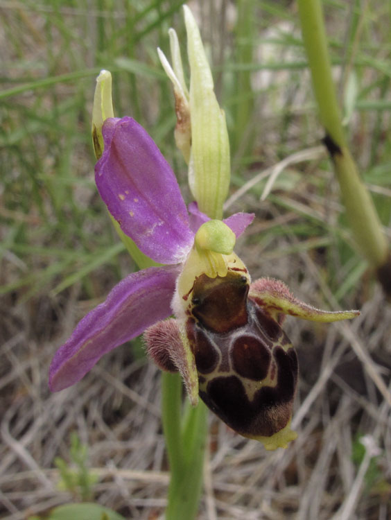 Ophrys rhodostephane 3.jpg