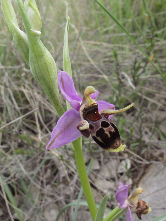 Ophrys rhodostephane 5.jpg