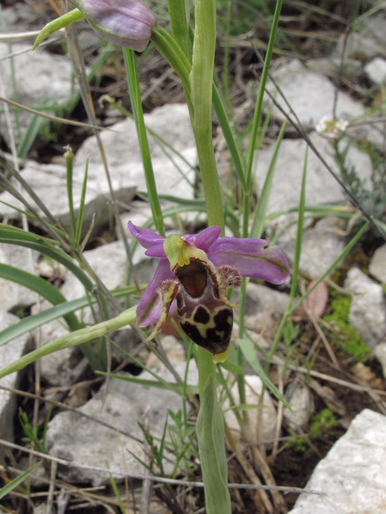 Ophrys rhodostephane 6.jpg