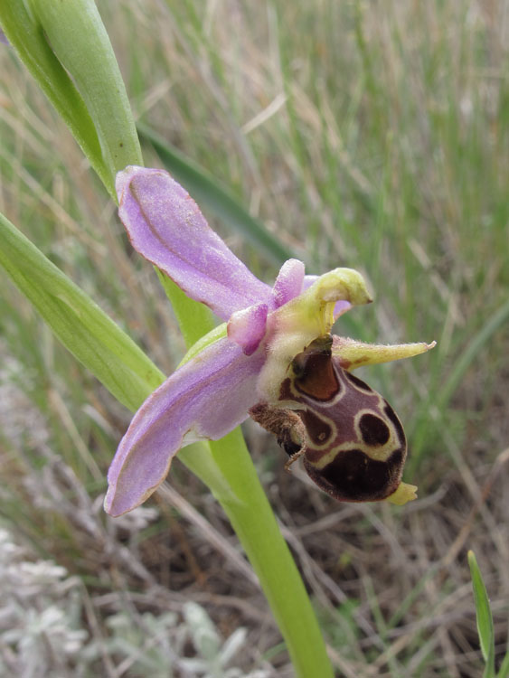 Ophrys rhodostephane 7.jpg