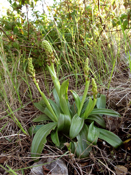 Orchis anthropophora.jpg
