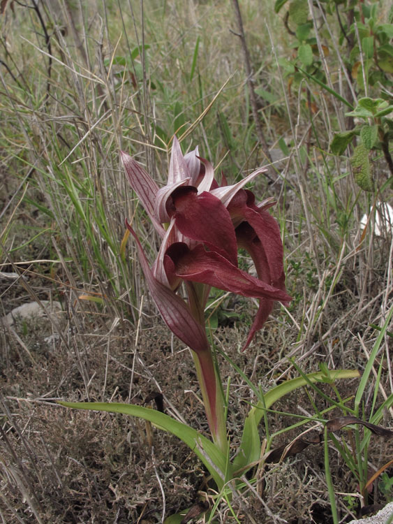 Serapias ionica 1.jpg