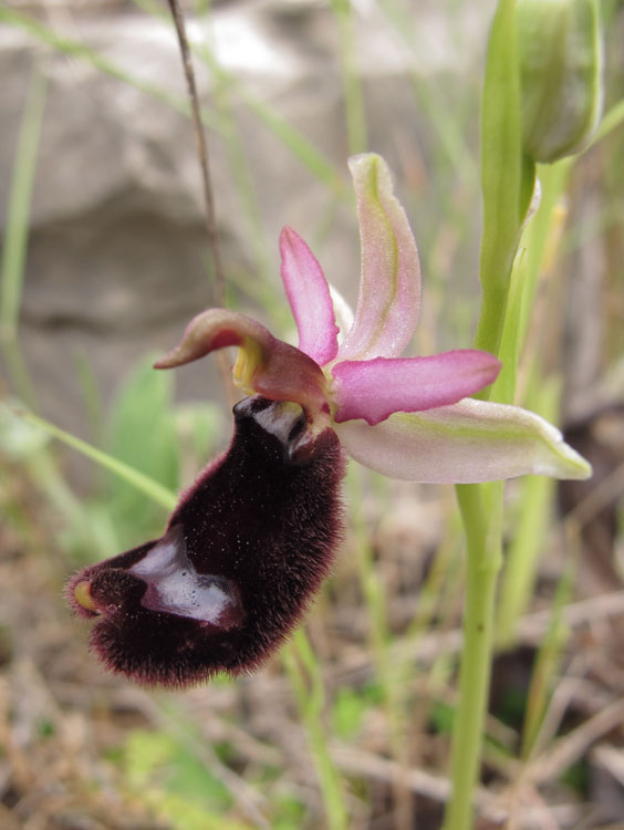 Ophrys romolinii 1.jpg