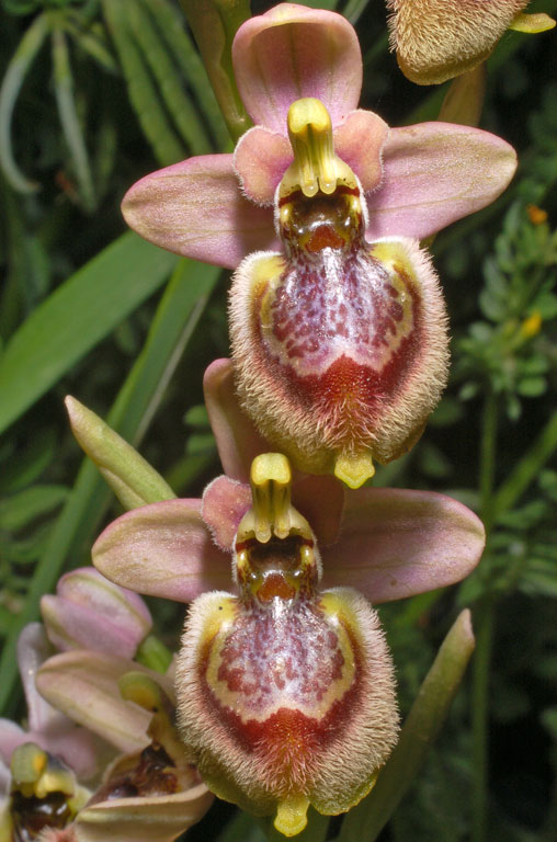Ophrys xheraultii (8).jpg