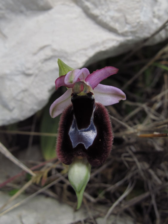 Ophrys romolinii 2.jpg