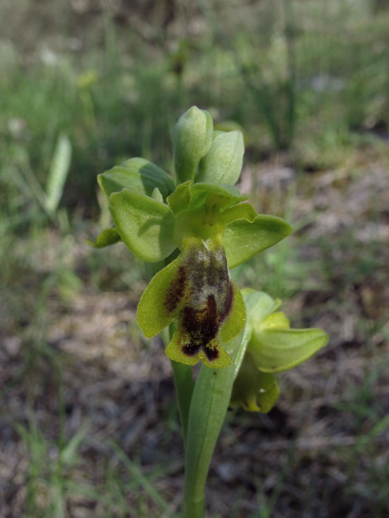 Ophrys sicula 4.jpg