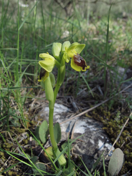 Ophrys sicula 5.jpg