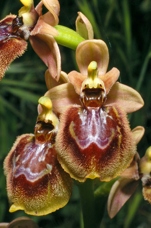 Ophrys xheraultii (9).jpg