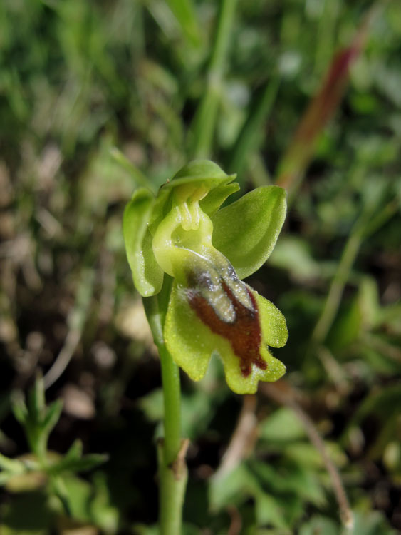 Ophrys sicula 6.jpg