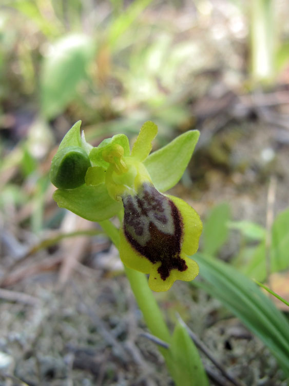 Ophrys sicula 7.jpg