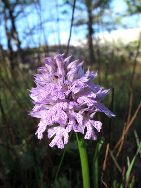 Neotinea tridentata.jpg