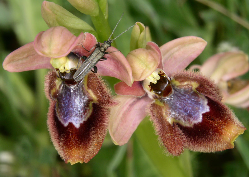 Ophrys xheraultii (11).jpg