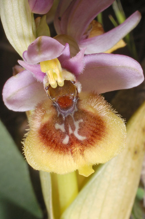 Ophrys xheraultii (12).jpg