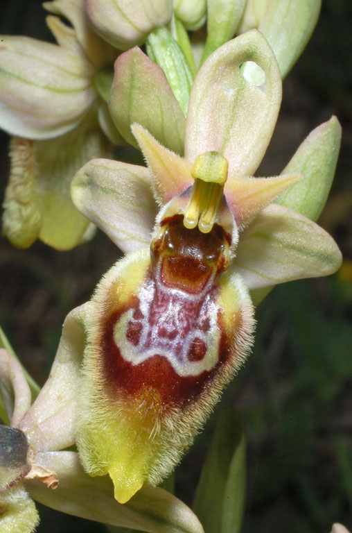 Ophrys xheraultii (13).jpg