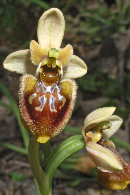 Ophrys xheraultii (14).jpg