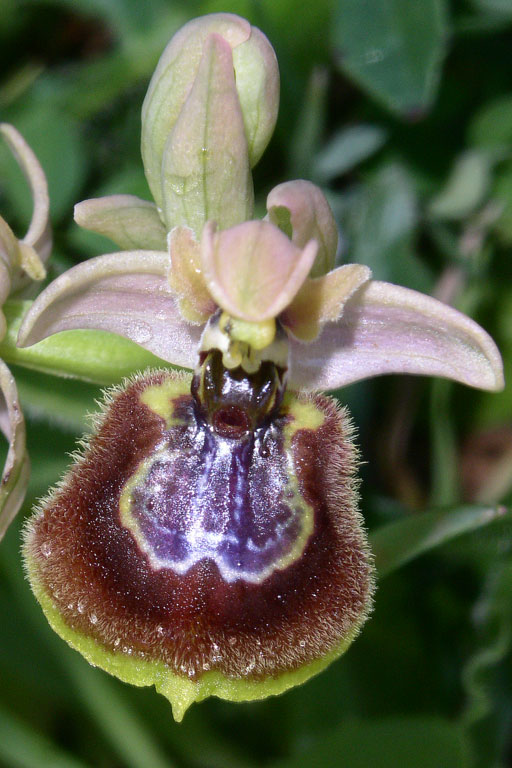 Ophrys xheraultii (15).jpg