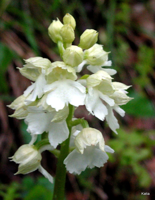 PICT0072.JPG