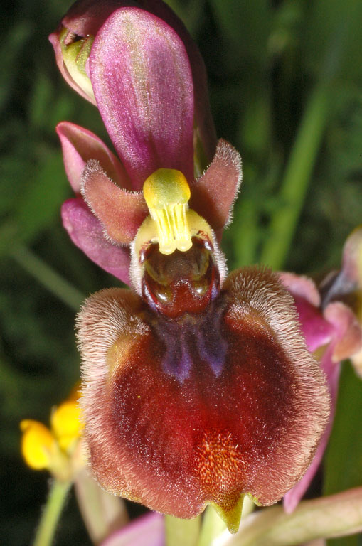 Ophrys xheraultii (16).jpg