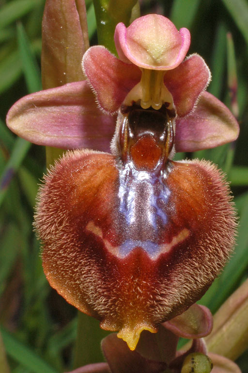 Ophrys xheraultii (17).jpg